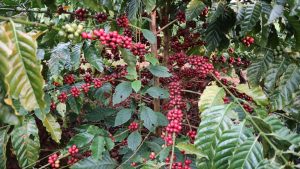 Rohkaffee Kaffeepflanze