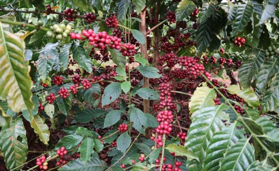 Rohkaffee Kaffeepflanze