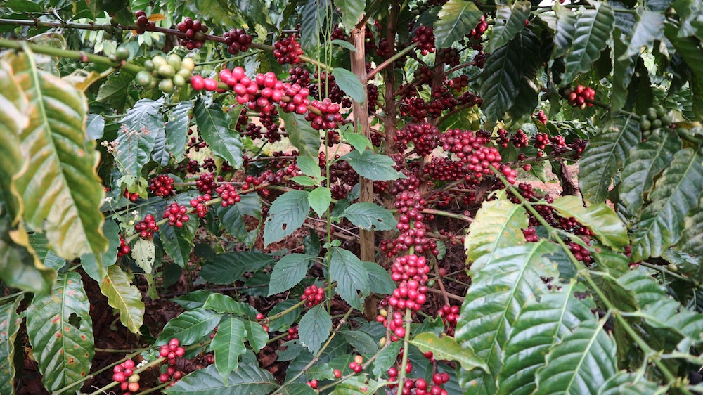 Rohkaffee Kaffeepflanze