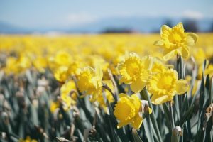 Amazon Frühlings-Angebote-Tage keyvisual