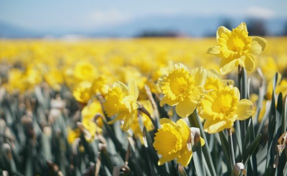 Amazon Frühlings-Angebote-Tage keyvisual